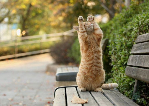 可愛い動物たちが立ち上がっていてワロタｗｗｗ写真