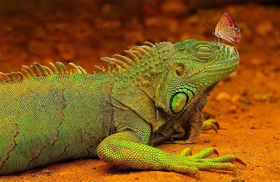 良くこんな画像を撮影したなという動物の写真