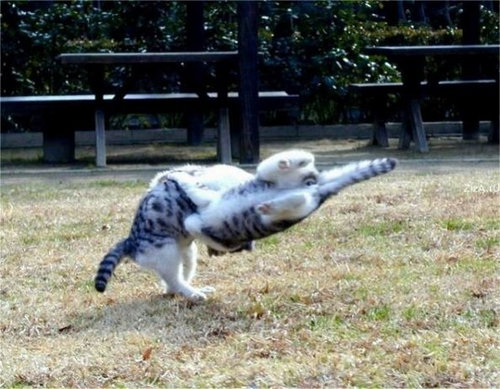 すごいポーズを決める動物たちの写真