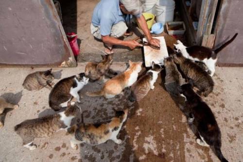 福岡にあった猫の島の写真