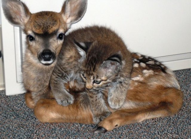 とても仲良しな動物たちの写真