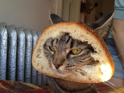 「ちょっと飼い主！何やってんの！」と思わなくもない犬・猫たちの写真