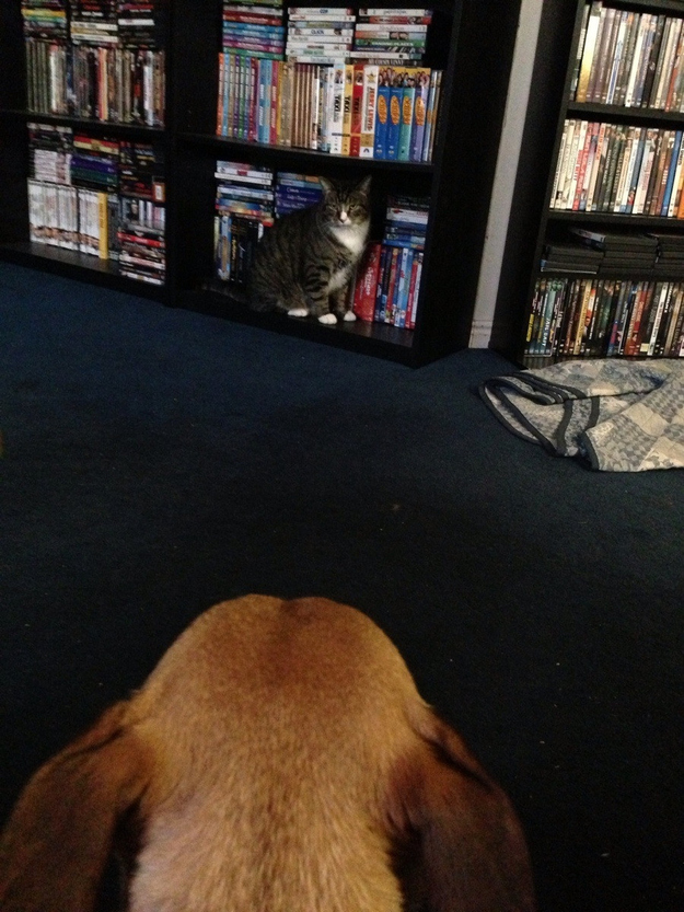 犬と猫が仲良しの可愛い写真