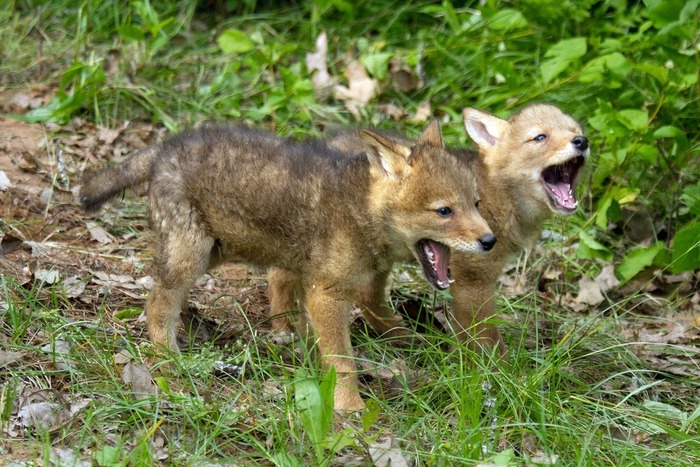 可愛すぎる動物の赤ちゃん画像