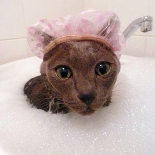 ネコの入浴シーン
