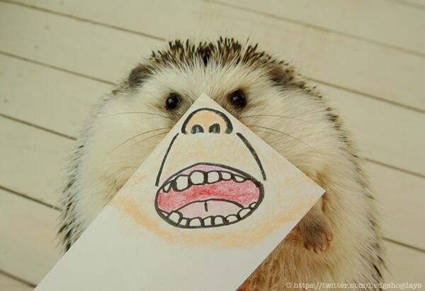 表情豊富なハリネズミの「まるたろうさん」の写真