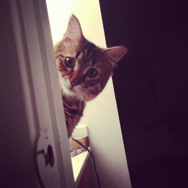 可愛すぎて一緒に笑っちゃう動物たちの写真