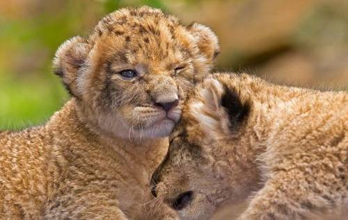 かわいい動物画像たちの画像