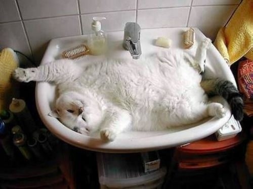 とにかく魅力的な猫の写真