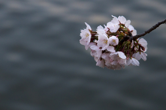 世界に咲く桜 
