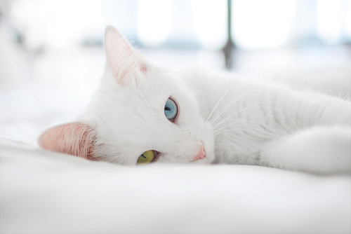本当に可愛すぎる猫の画像