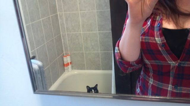 猫や犬の視線を感じる画像