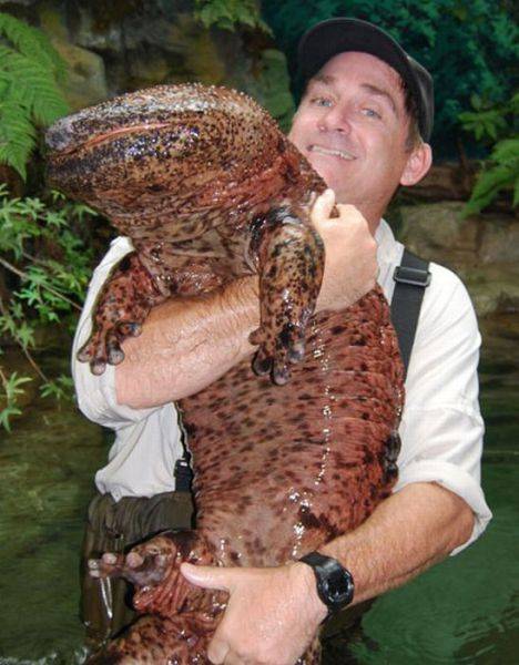 マジで驚く巨大生物の画像