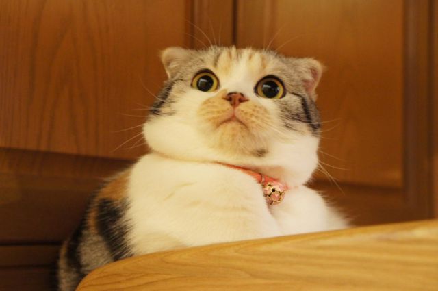 動物たちの可愛すぎる画像