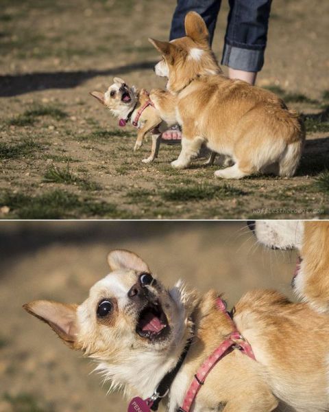 動物たちの可愛すぎる画像