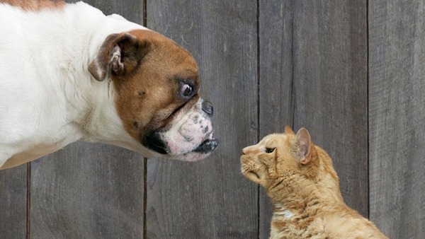 本当は仲良し？犬と猫が喧嘩している写真