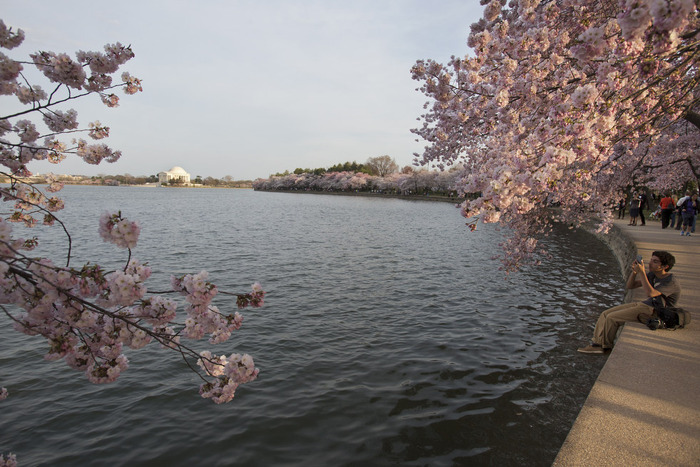 世界に咲く桜 