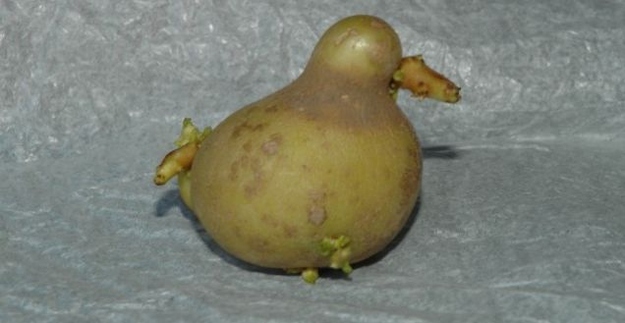 アヒルか果物か