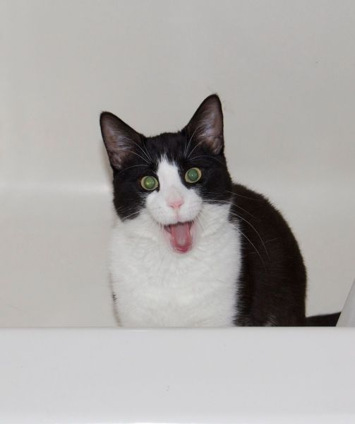 見ているだけで興奮してくる可愛い動物の画像