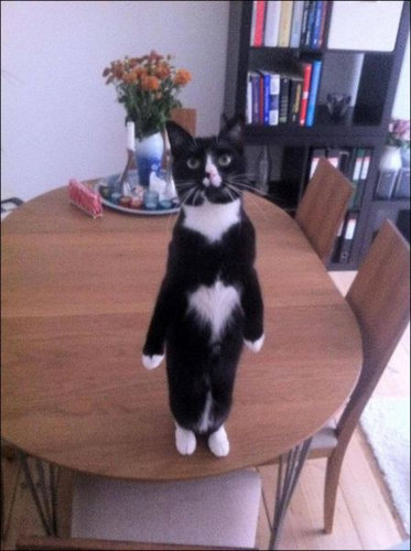 可愛い動物たちが立ち上がっていてワロタｗｗｗ写真