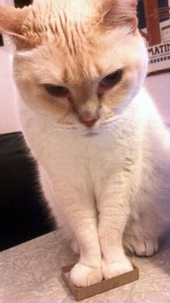 動物たちの可愛すぎる画像