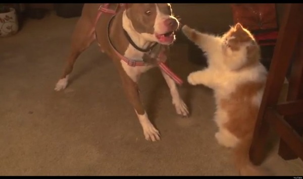 本当は仲良し？犬と猫が喧嘩している写真