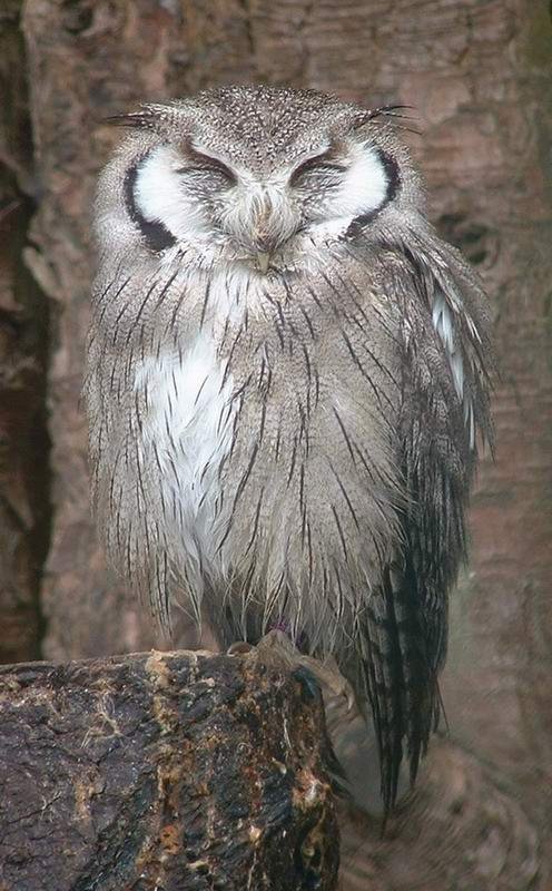 可愛いフクロウさんの写真