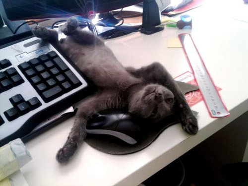 ぐっすり眠る動物たちの癒される写真
