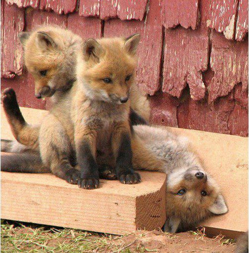 本当にキュンとする！動物の赤ちゃんたちの写真