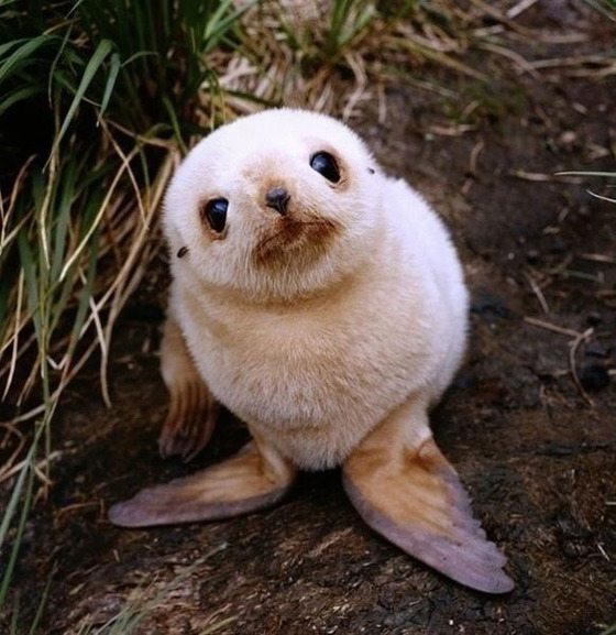 可愛すぎる動物の赤ちゃんの画像