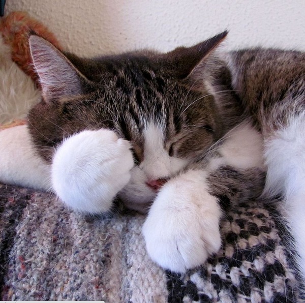 眠りについた可愛い猫の画像が可愛すぎる写真