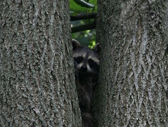 動物に影からじーっと観察されている写真