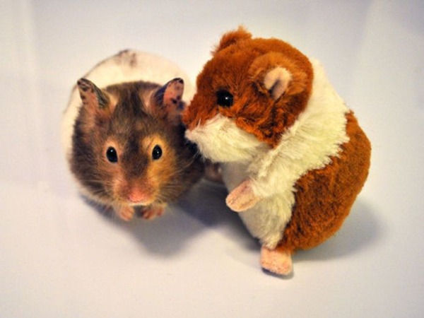 可愛いぬいぐるみと遊ぶ動物たちの写真