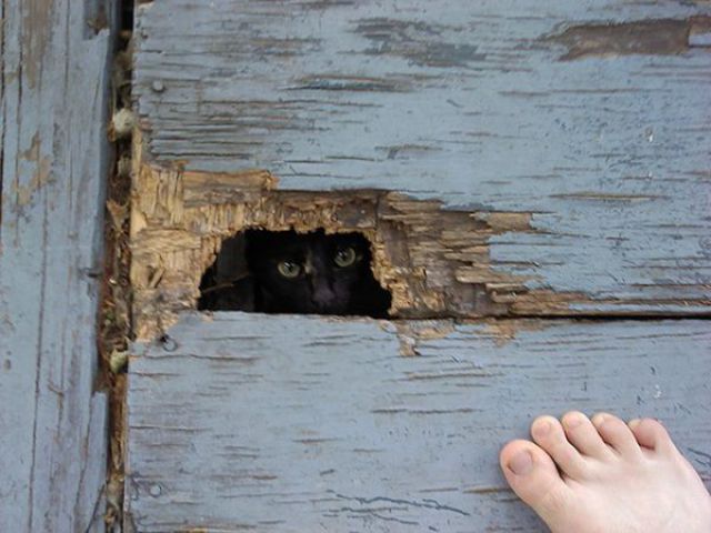 猫や犬の視線を感じる画像