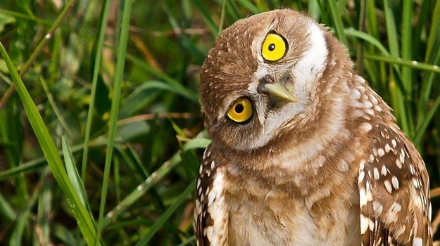 イケメンなうえ愛嬌のあるフクロウの写真