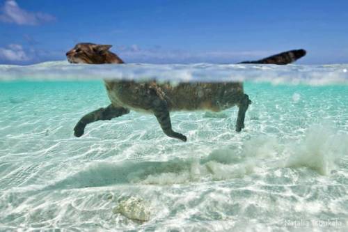 癒される可愛い動物たちの写真