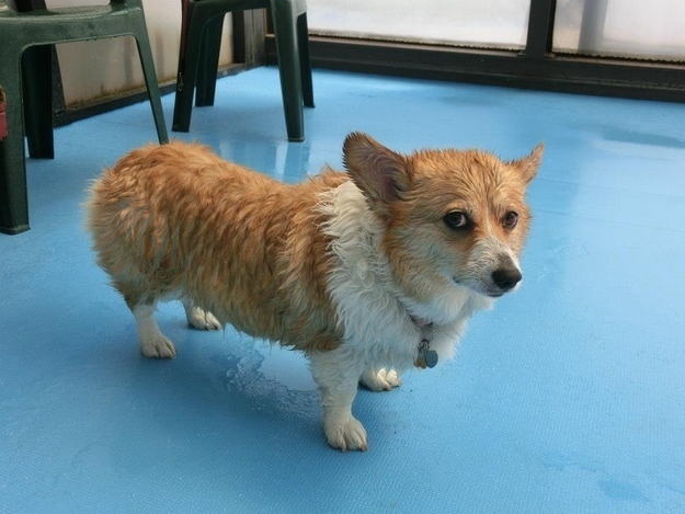 本当に可愛いコーギー犬の写真