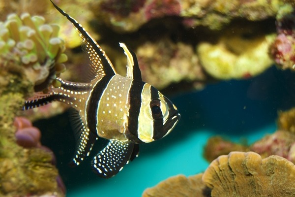 ちょこっとブサイクだけど愛嬌があって美しい魚の写真
