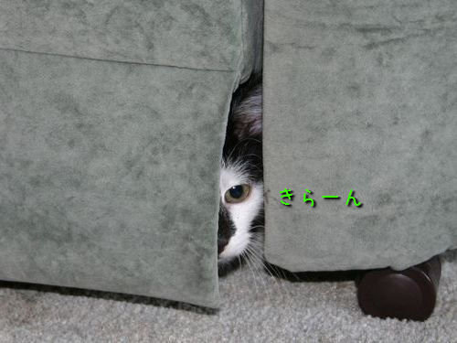 「かくれんぼ」している動物たちの可愛い写真