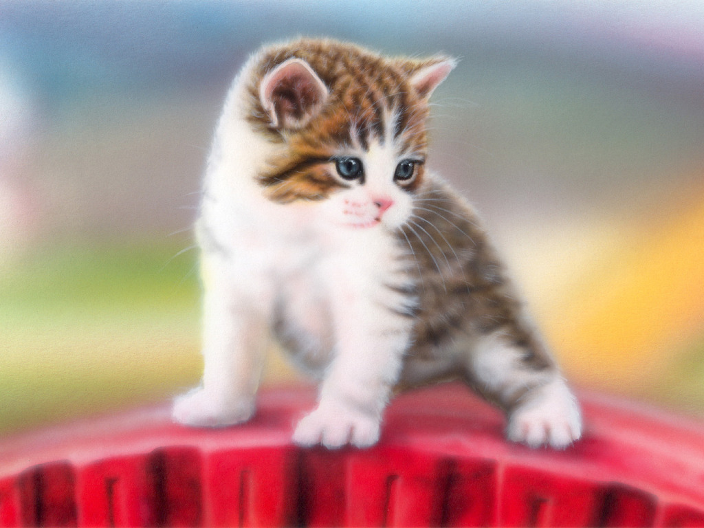 保存したくなる子猫の可愛すぎる写真