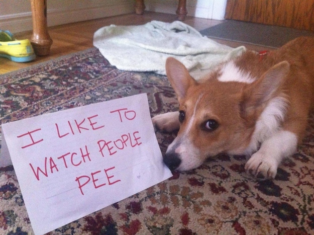 本当に可愛いコーギー犬の写真