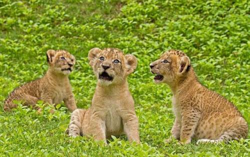 かわいい動物画像たちの画像