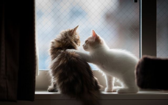 とてもキュートで可愛い動物の写真