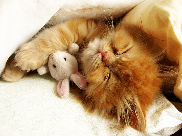 ぬいぐるみと眠る可愛い動物たちの写真