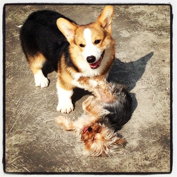 やっぱり可愛いコーギー犬