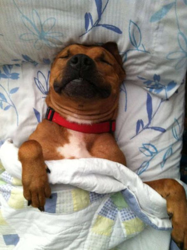 ぐっすり眠る動物たちの癒される写真