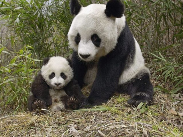 無茶苦茶かわいい動物たちに癒される写真