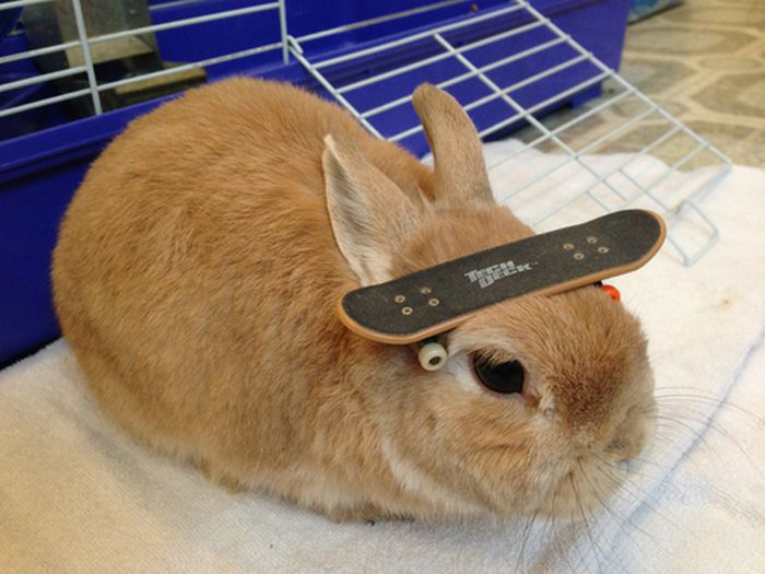 うちのウサギがおとなしいので頭にいろいろ乗せてみた写真
