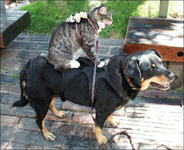 犬と猫が仲良しの可愛い写真