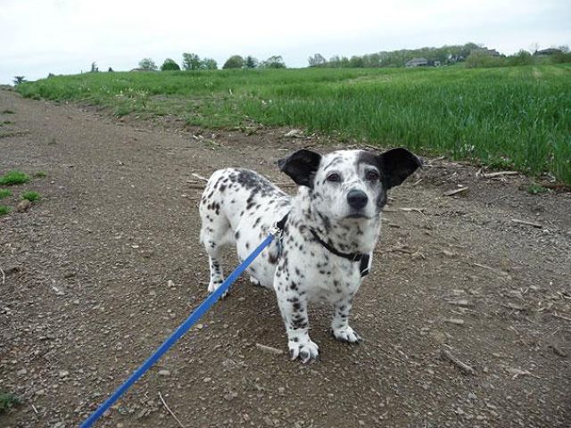愛嬌ありすぎるミックス犬の写真